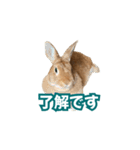 うちのパンちゃん0506（個別スタンプ：2）