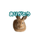 うちのパンちゃん0506（個別スタンプ：11）