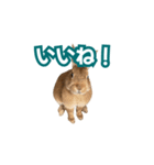 うちのパンちゃん0506（個別スタンプ：13）