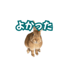 うちのパンちゃん0506（個別スタンプ：14）