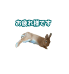 うちのパンちゃん0506（個別スタンプ：18）