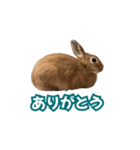 うちのパンちゃん0506（個別スタンプ：20）