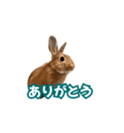 うちのパンちゃん0506（個別スタンプ：21）