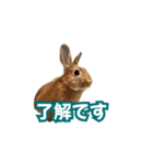 うちのパンちゃん0506（個別スタンプ：22）
