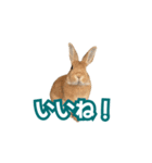 うちのパンちゃん0506（個別スタンプ：24）