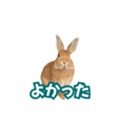 うちのパンちゃん0506（個別スタンプ：25）