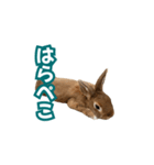 うちのパンちゃん0506（個別スタンプ：29）