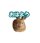 うちのパンちゃん0506（個別スタンプ：38）