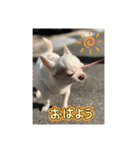ちわわ♡ののたんスタンプ（個別スタンプ：1）