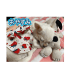 ちわわ♡ののたんスタンプ（個別スタンプ：2）