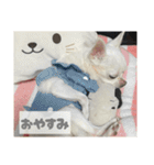 ちわわ♡ののたんスタンプ（個別スタンプ：3）