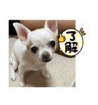 ちわわ♡ののたんスタンプ（個別スタンプ：6）
