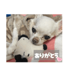 ちわわ♡ののたんスタンプ（個別スタンプ：8）