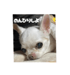 ちわわ♡ののたんスタンプ（個別スタンプ：13）