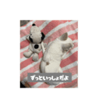 ちわわ♡ののたんスタンプ（個別スタンプ：15）