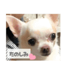 ちわわ♡ののたんスタンプ（個別スタンプ：23）