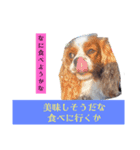 素直な言葉で伝えるメッセージ（個別スタンプ：2）