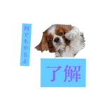 素直な言葉で伝えるメッセージ（個別スタンプ：3）