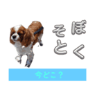 素直な言葉で伝えるメッセージ（個別スタンプ：7）