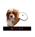 素直な言葉で伝えるメッセージ（個別スタンプ：8）