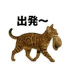 出発！ベンガル猫の日常LINEスタンプ（個別スタンプ：1）