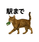 出発！ベンガル猫の日常LINEスタンプ（個別スタンプ：2）