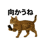 出発！ベンガル猫の日常LINEスタンプ（個別スタンプ：4）