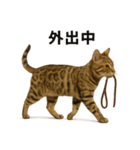 出発！ベンガル猫の日常LINEスタンプ（個別スタンプ：5）