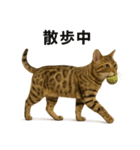出発！ベンガル猫の日常LINEスタンプ（個別スタンプ：6）