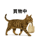 出発！ベンガル猫の日常LINEスタンプ（個別スタンプ：8）