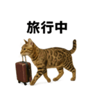 出発！ベンガル猫の日常LINEスタンプ（個別スタンプ：10）