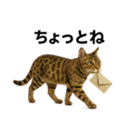 出発！ベンガル猫の日常LINEスタンプ（個別スタンプ：13）