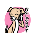 【フォーン3】1年中使える♡パピーイタグレ（個別スタンプ：17）
