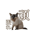 ラムとうこさこ（個別スタンプ：4）