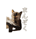 ラムとうこさこ（個別スタンプ：7）