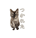 ラムとうこさこ（個別スタンプ：8）