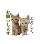 ラムとうこさこ（個別スタンプ：24）
