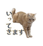 ラムとうこさこ（個別スタンプ：27）