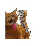 ラムとうこさこ（個別スタンプ：29）