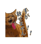 ラムとうこさこ（個別スタンプ：30）