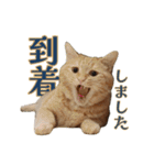 ラムとうこさこ（個別スタンプ：31）