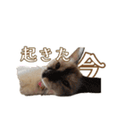 ラムとうこさこ（個別スタンプ：33）