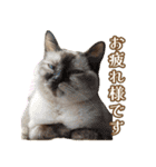 ラムとうこさこ（個別スタンプ：34）