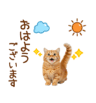 敬語のマンチカンスタンプ（個別スタンプ：1）