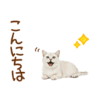 敬語のマンチカンスタンプ（個別スタンプ：2）
