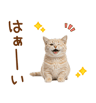 敬語のマンチカンスタンプ（個別スタンプ：3）
