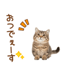 敬語のマンチカンスタンプ（個別スタンプ：5）