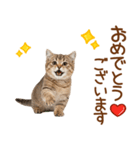 敬語のマンチカンスタンプ（個別スタンプ：6）