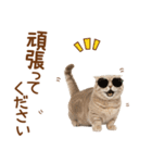 敬語のマンチカンスタンプ（個別スタンプ：7）