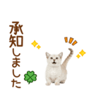 敬語のマンチカンスタンプ（個別スタンプ：8）